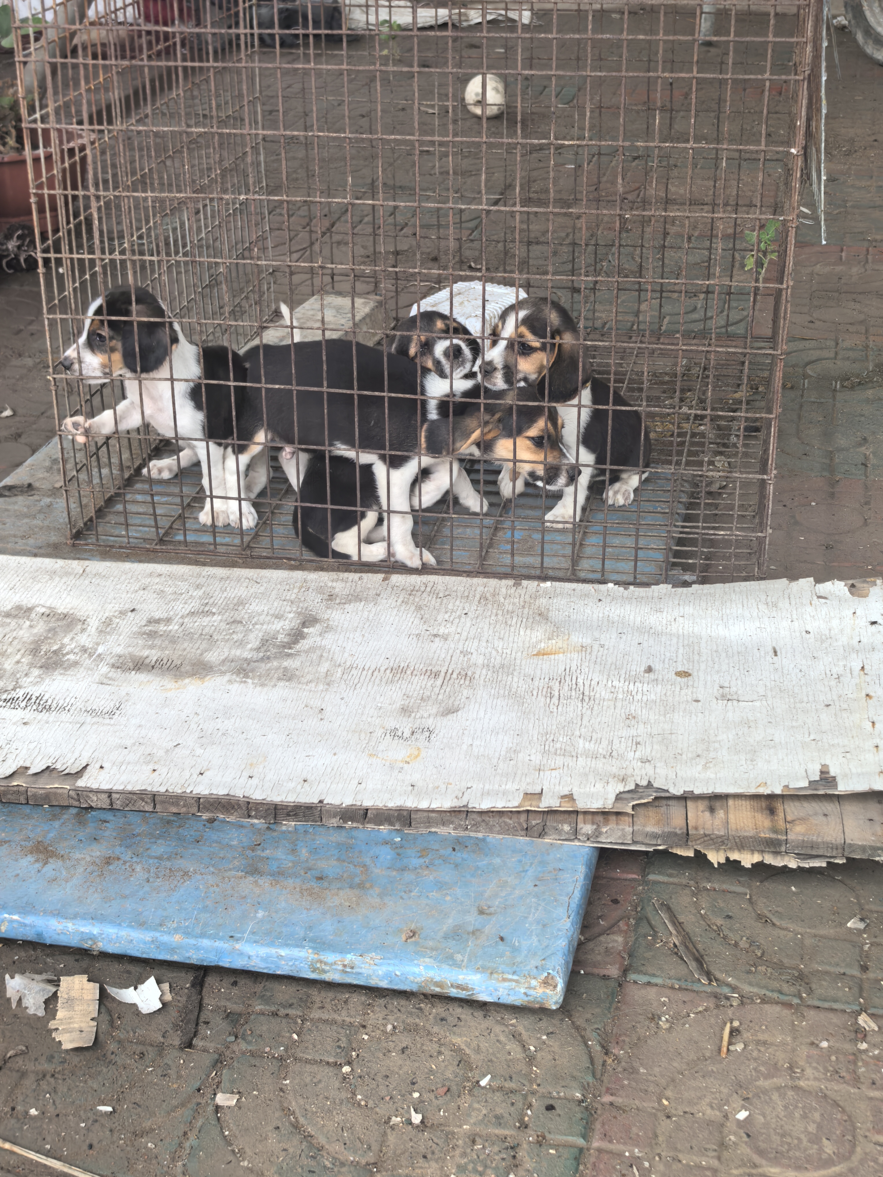 比格大，又称米格鲁猎犬，家庭伴侣，都可以性格温顺，买价400